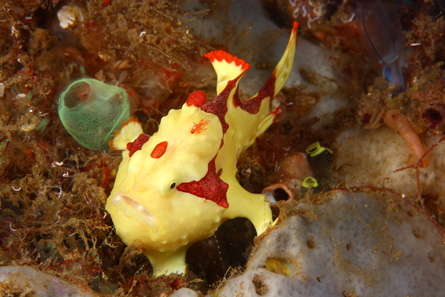 Удивительные существа. Подводный мир побережья Индонезии. Фото № 8