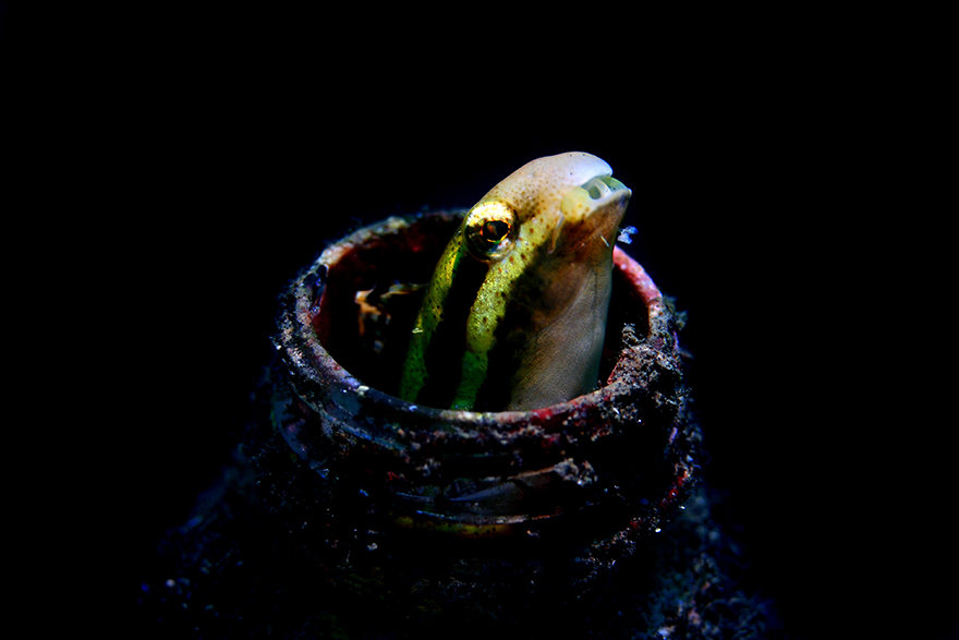 Удивительные существа. Подводный мир побережья Индонезии. Фото № 9