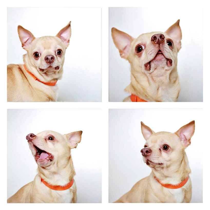 Смешные фотографии собак. Фото № 11