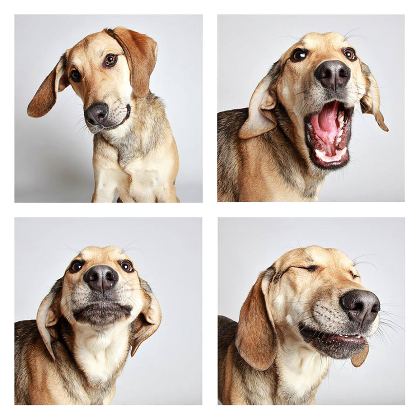 Смешные фотографии собак. Фото № 14