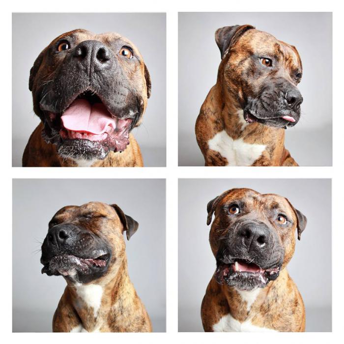 Смешные фотографии собак от защитников животных из штата Юта