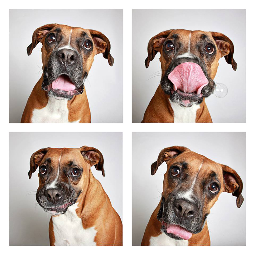 Смешные фотографии собак. Фото № 4
