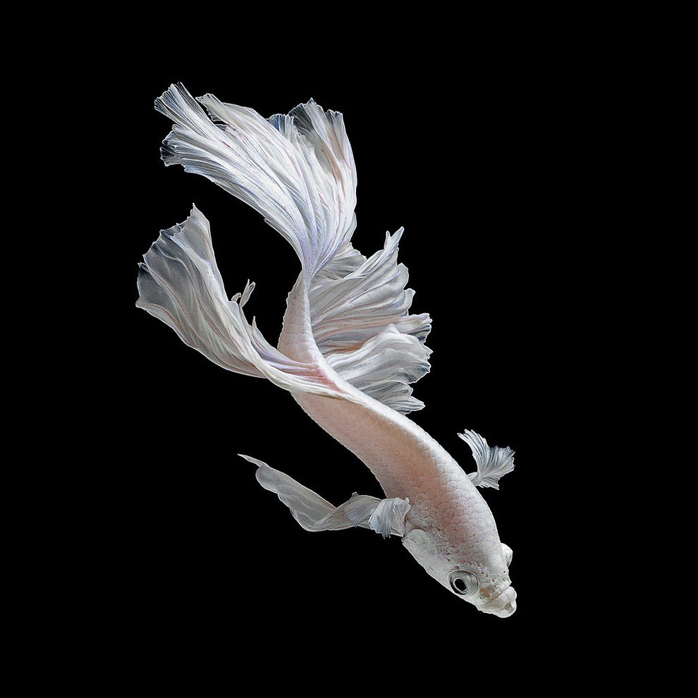 бойцовый петушок, сиамская рыбка. Фото № 1