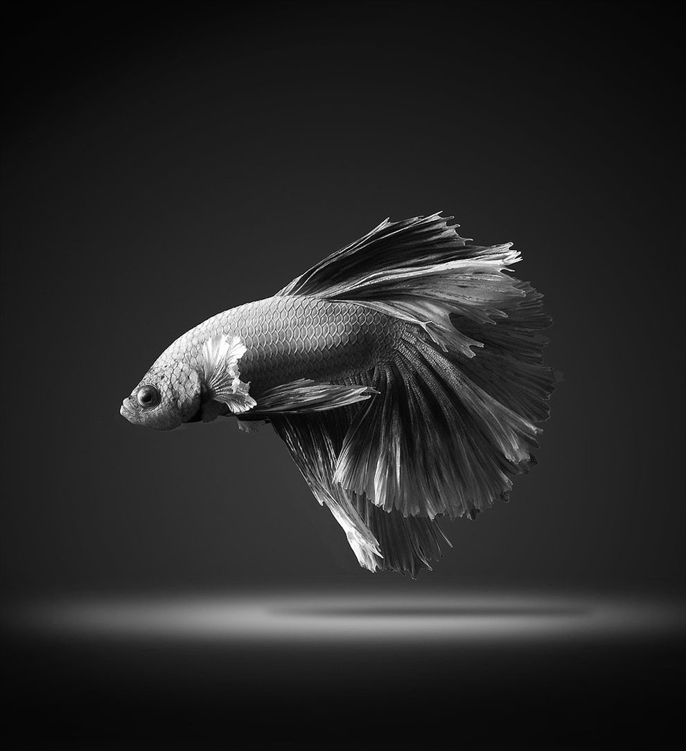 бойцовый петушок, сиамская рыбка. Фото № 10