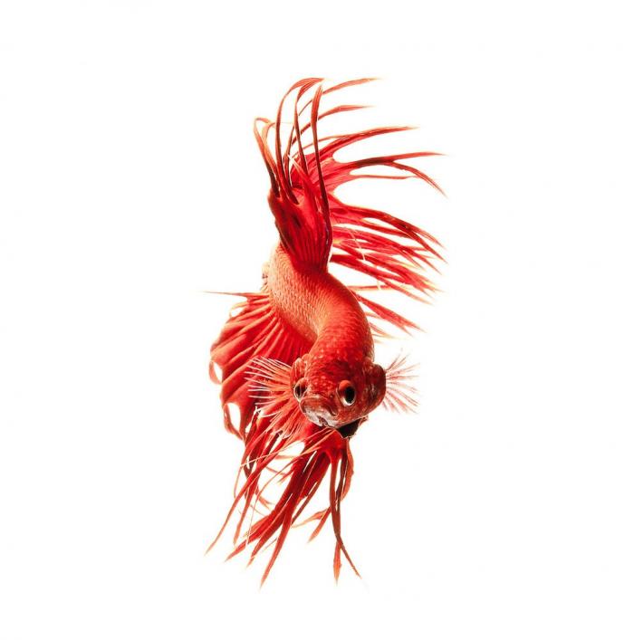 Гипнотизирующие фотографии сиамского петушка или бойцовой рыбки