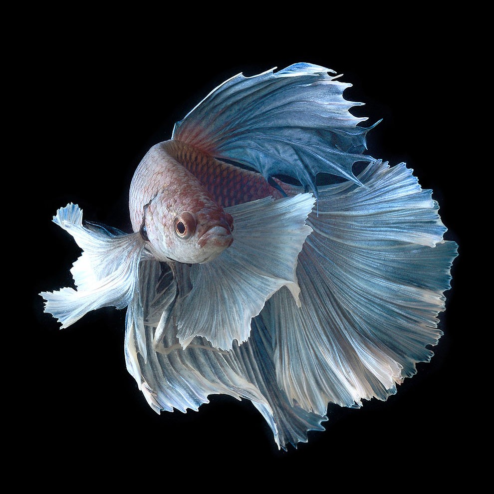 бойцовый петушок, сиамская рыбка. Фото № 12