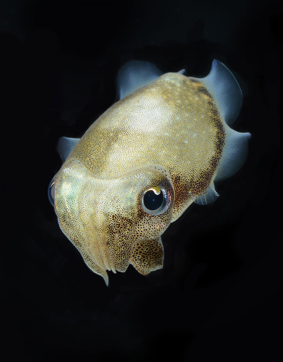 бойцовый петушок, сиамская рыбка. Фото № 13