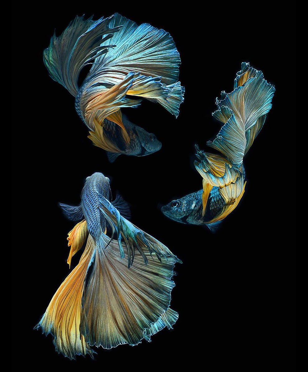 бойцовый петушок, сиамская рыбка. Фото № 18