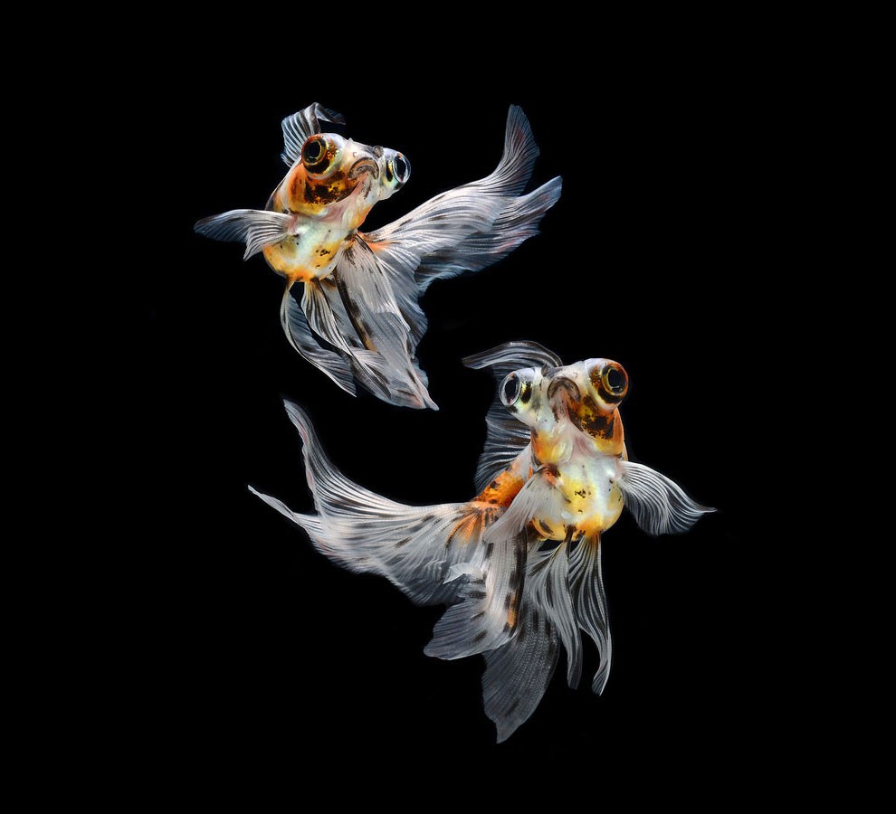 бойцовый петушок, сиамская рыбка. Фото № 19