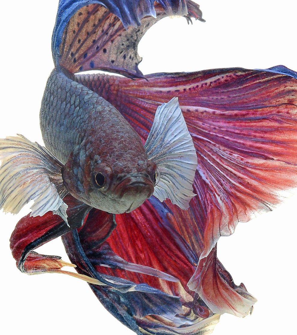 бойцовый петушок, сиамская рыбка. Фото № 2