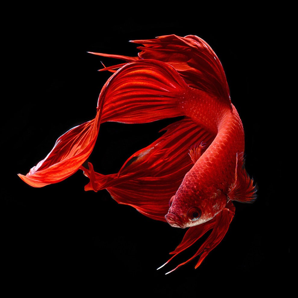 бойцовый петушок, сиамская рыбка. Фото № 3