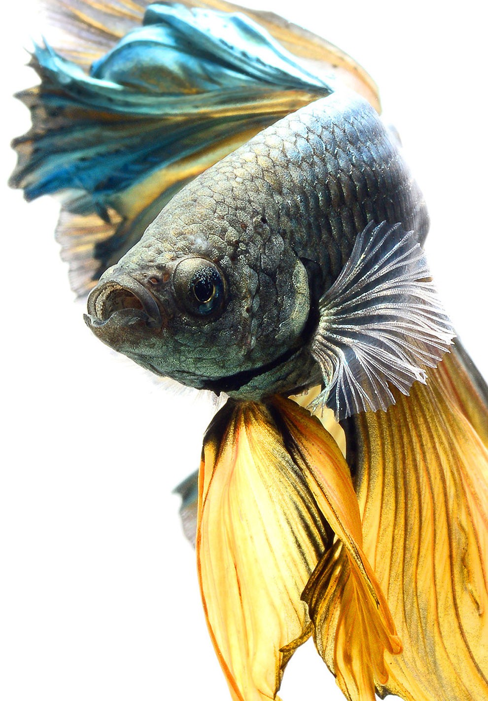бойцовый петушок, сиамская рыбка. Фото № 5