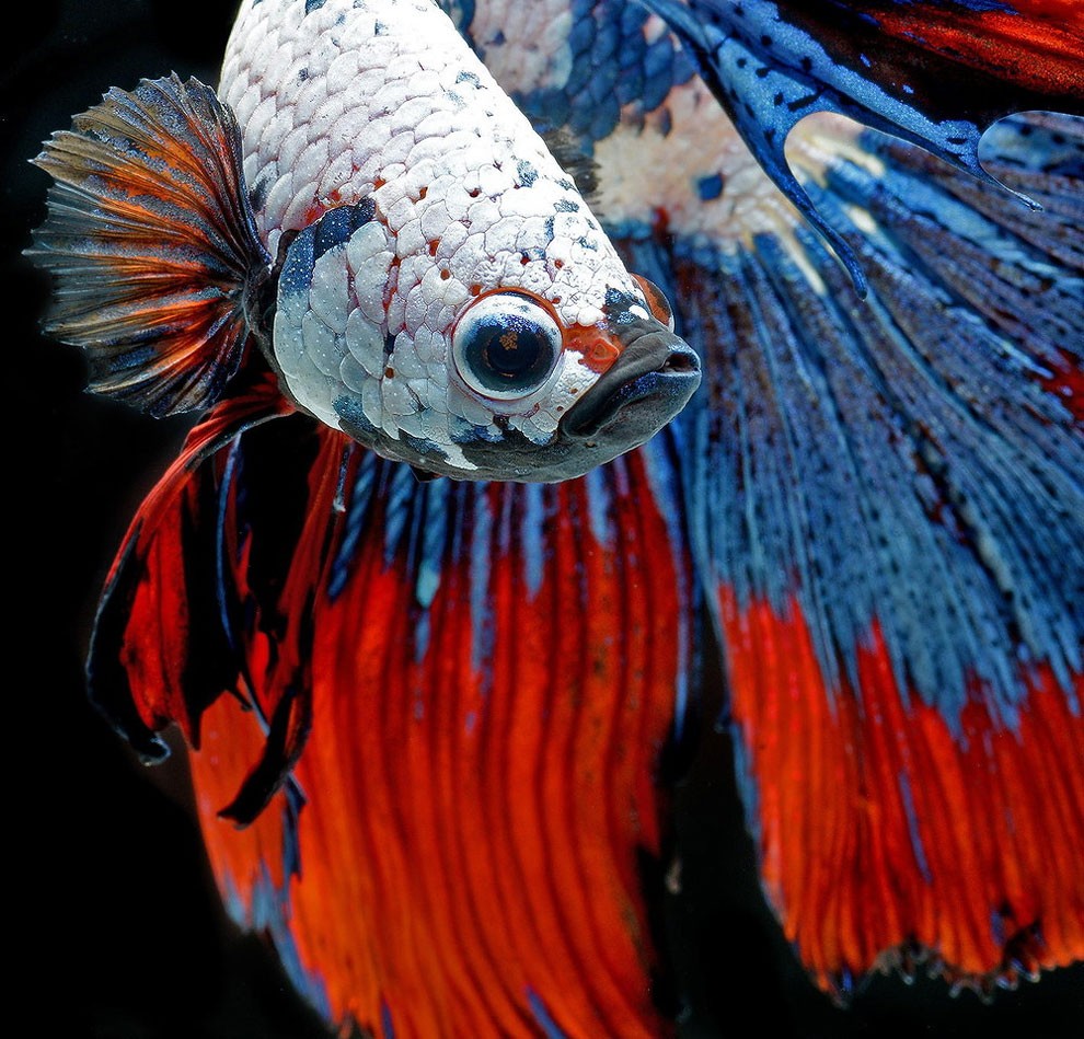 бойцовый петушок, сиамская рыбка. Фото № 7