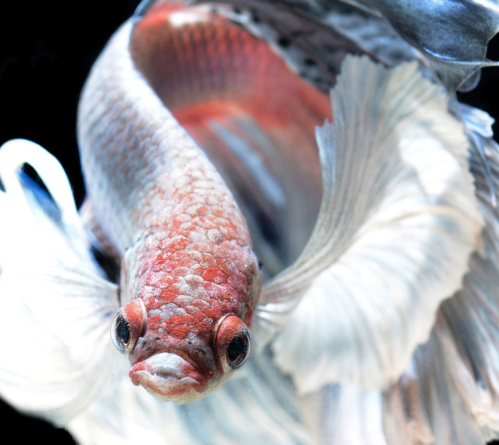бойцовый петушок, сиамская рыбка. Фото № 8
