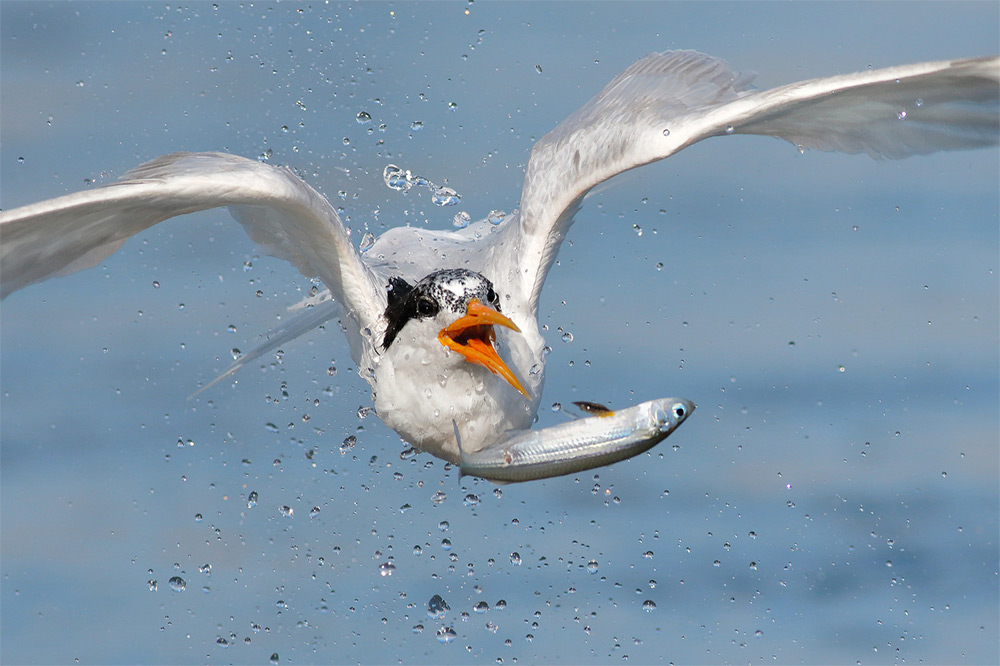 фотографии водоплавающих птиц. Фото № 2