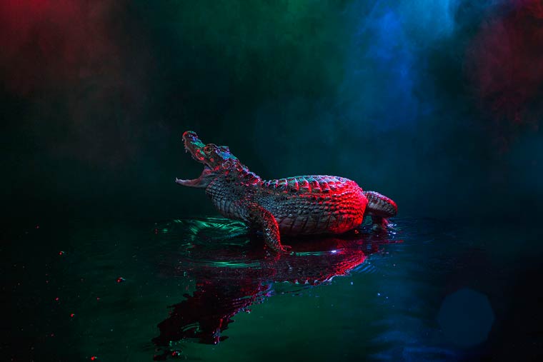 _кайманы и крокодилы, фото14
