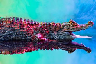 Caiman Crocodilus — яркие и красочные фотографии кайманов