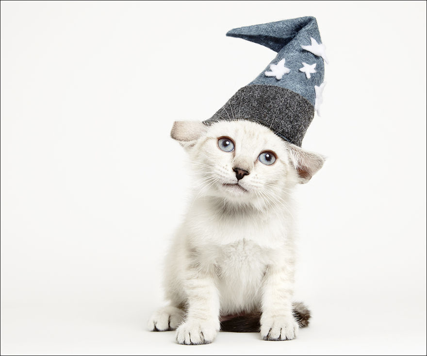 фотографии кошек в шляпах-2