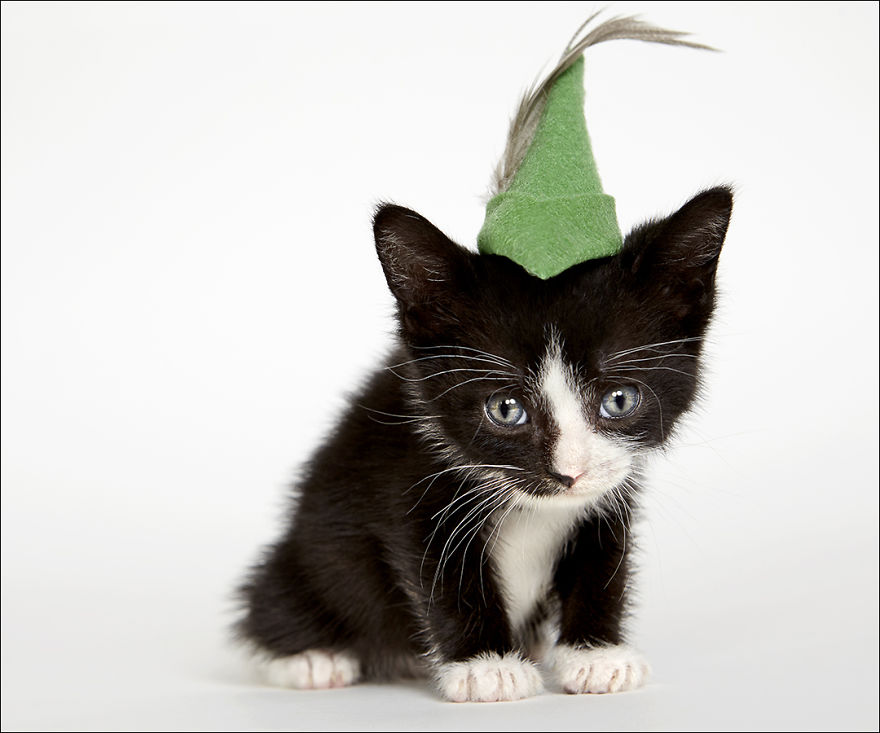 фотографии кошек в шляпах-8