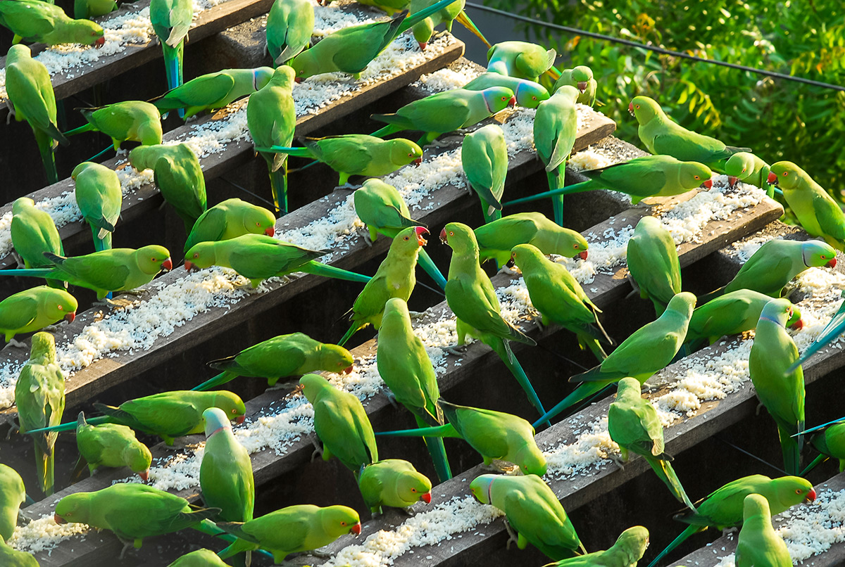 фотографии зеленых попугаев-5
