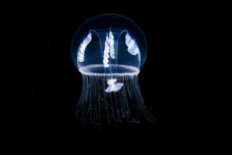Фотографии морской жизни у Полярного круга от Александра Семенова
