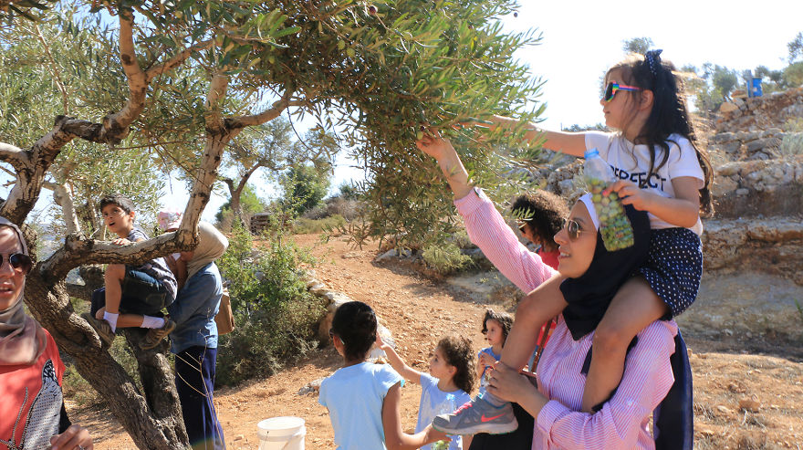 Палестина, оливки, сбор урожая, фото № 1