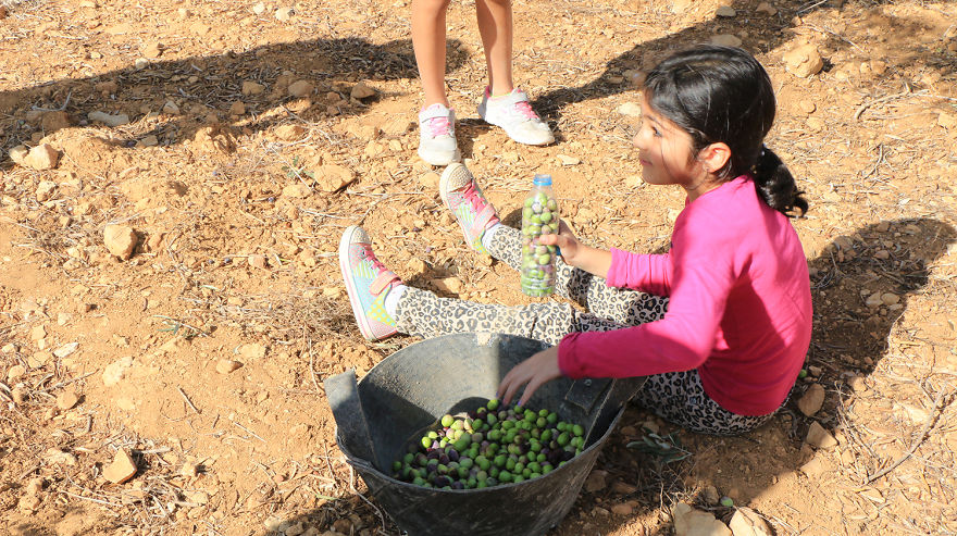 Палестина, оливки, сбор урожая, фото № 10