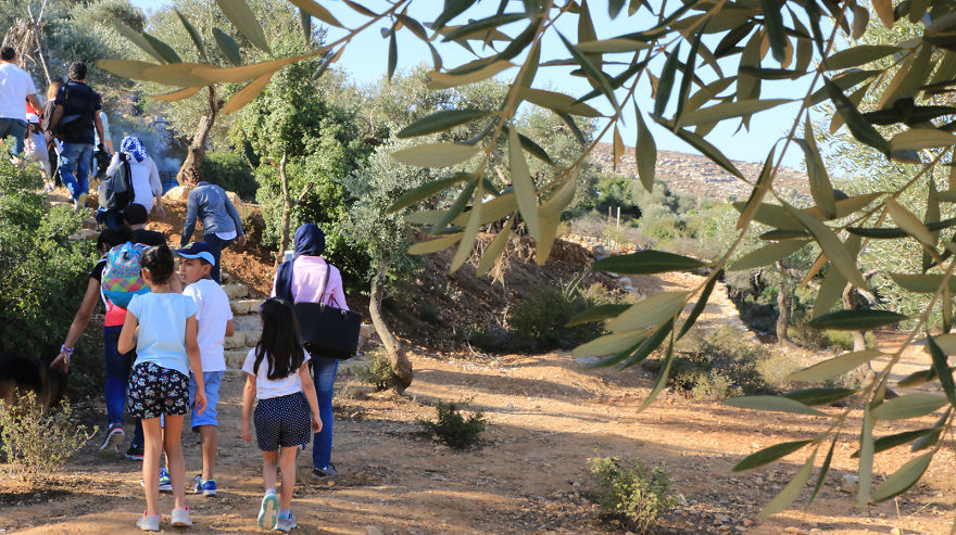 Палестина, оливки, сбор урожая, фото № 2