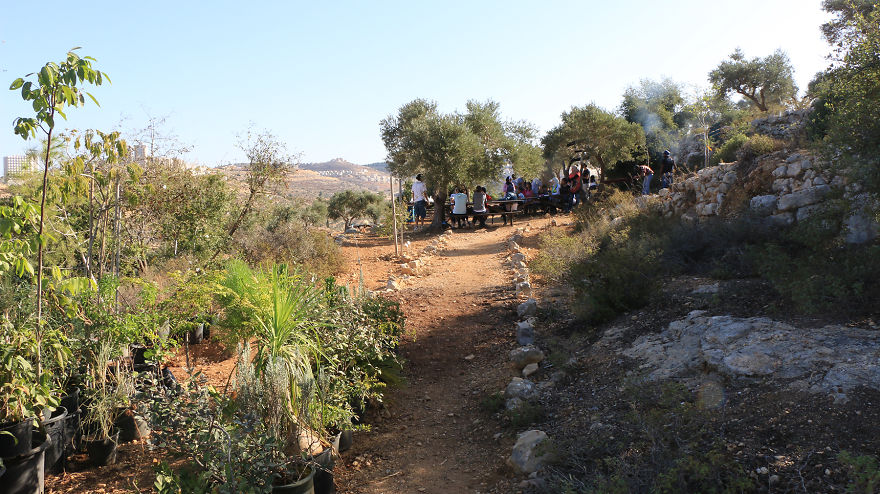 Палестина, оливки, сбор урожая, фото № 3