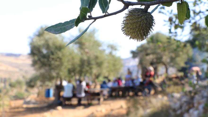 Палестина, оливки, сбор урожая, фото № 4