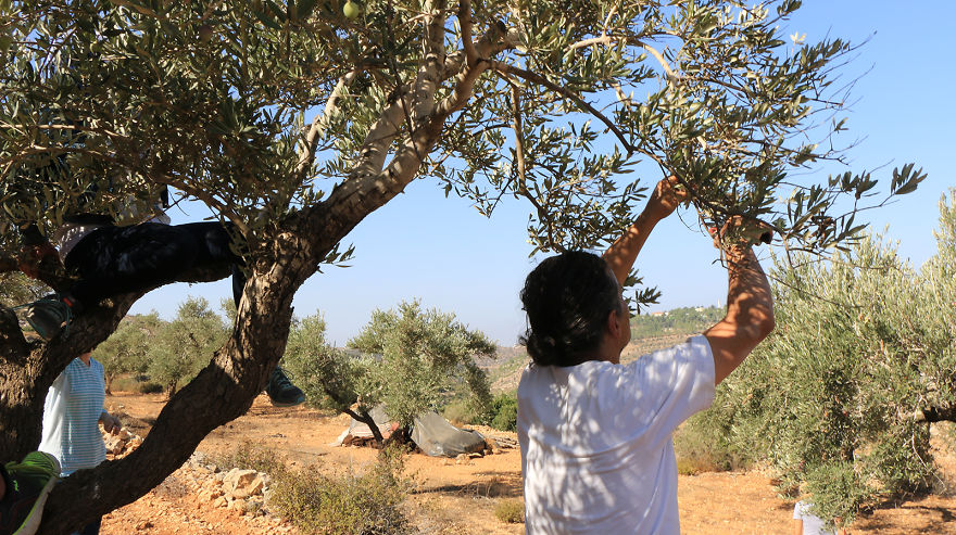 Палестина, оливки, сбор урожая, фото № 5