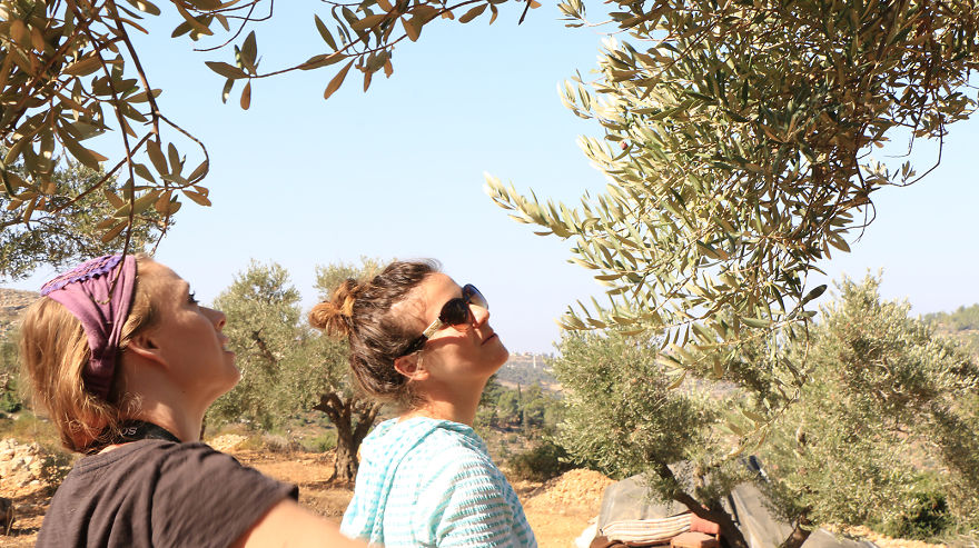 Палестина, оливки, сбор урожая, фото № 6