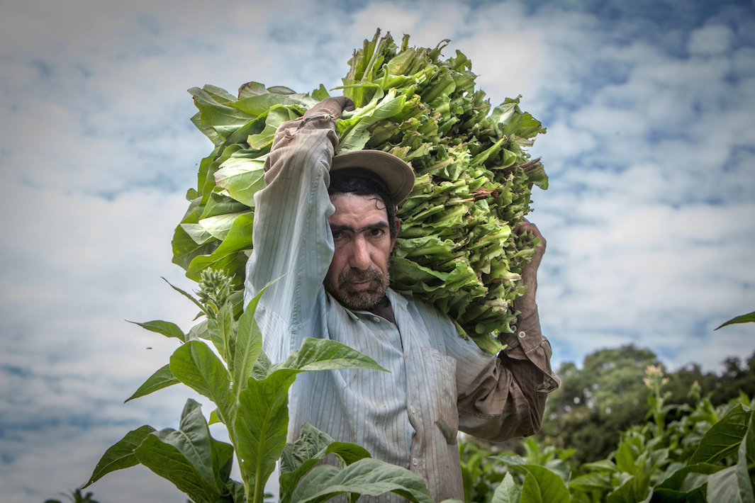 фермеры выращивающие табак, фото-1