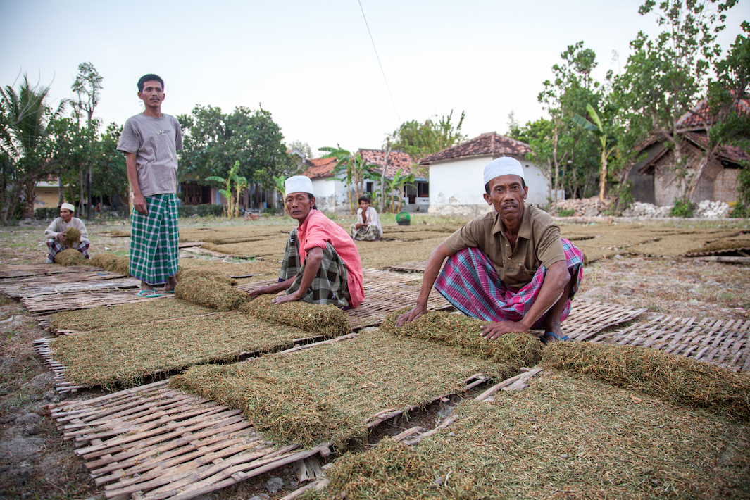 фермеры выращивающие табак, фото-11