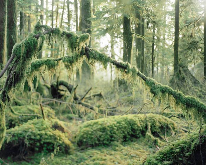 Несокрушимость природы лесов, реальная и воображаемая, в фотографиях Анны Бике