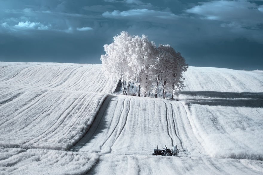 деревья в снегу, фото, природа, Польша-2