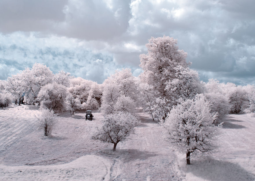 деревья в снегу, фото, природа, Польша-3