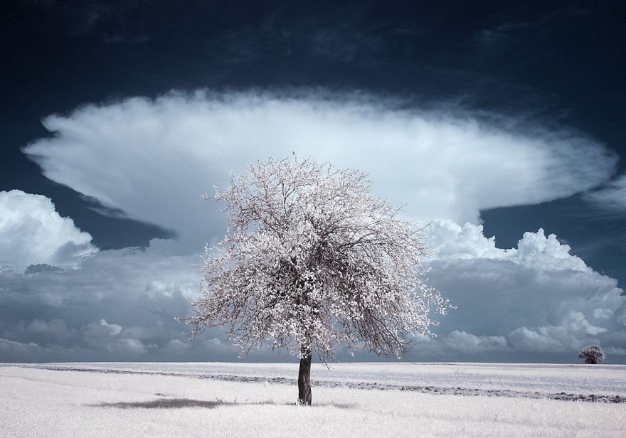 деревья в снегу, фото, природа, Польша-4