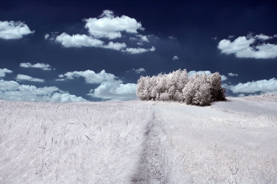 деревья в снегу, фото, природа, Польша-6