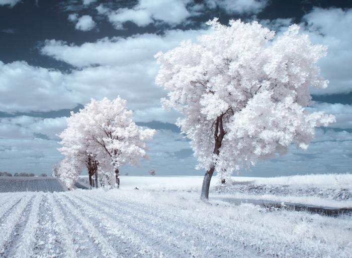 Деревья в снегу. Завораживающие фото