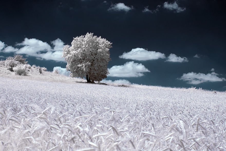 деревья в снегу, фото, природа, Польша-8