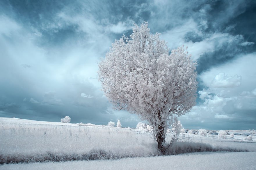 деревья в снегу, фото, природа, Польша-9