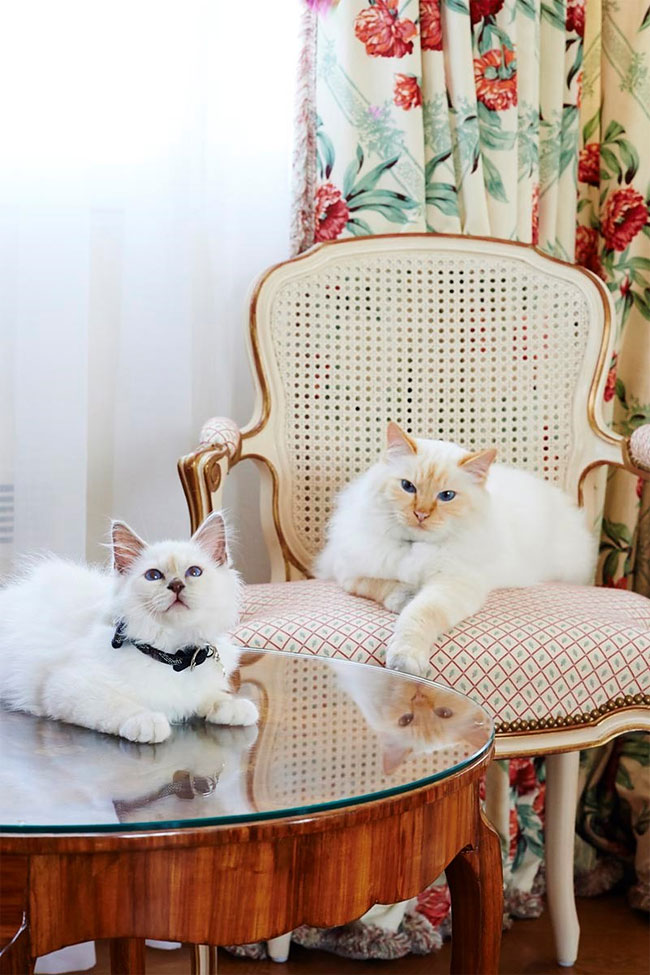 бирманская кошка, фото кошек, порода кошек-1