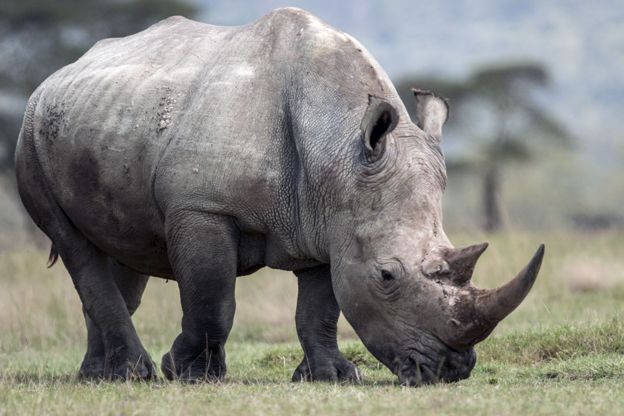 браконьерство, африканские заповедники, носорог фото , фото № 2