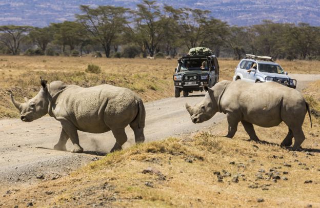 браконьерство, африканские заповедники, носорог фото , фото № 4
