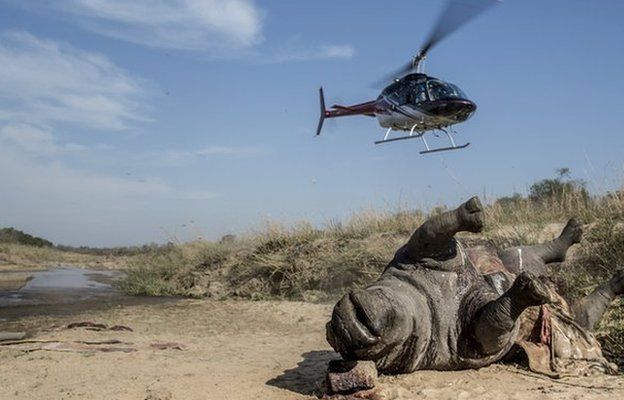 браконьерство, африканские заповедники, носорог фото , фото № 6