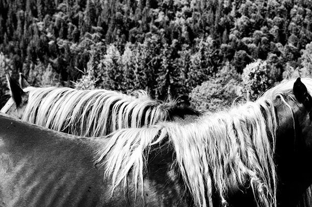 мой маленький пони, фото пони, карпатские горы-4