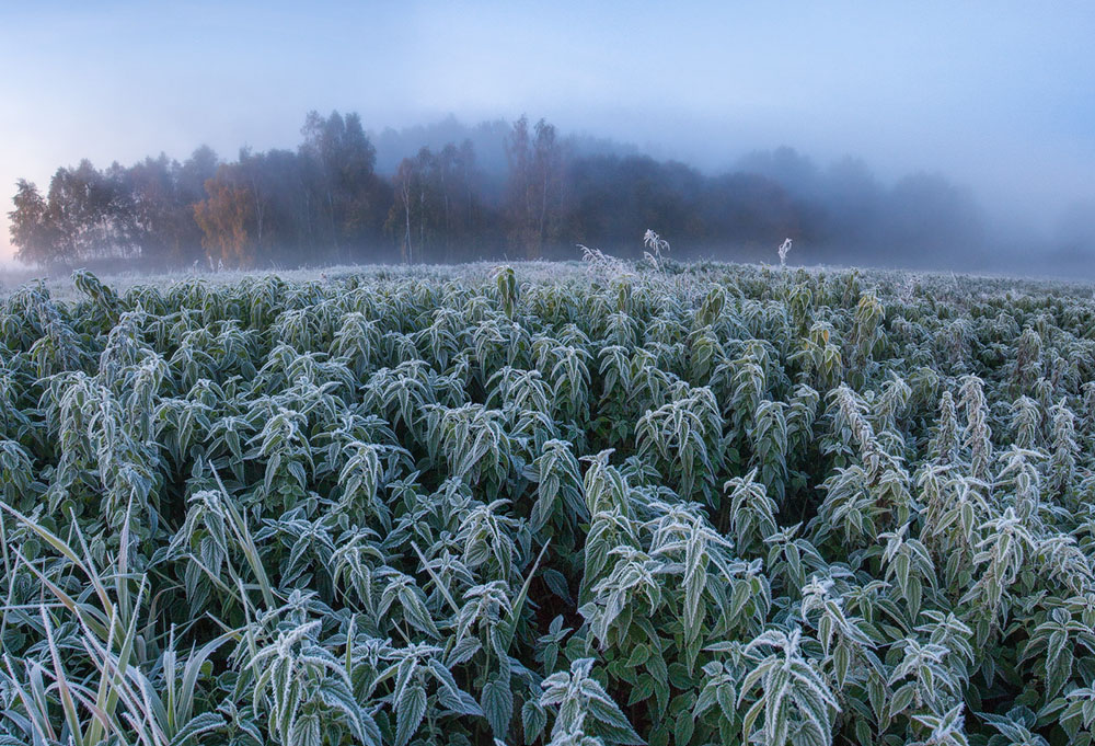 зимняя природа фото, иней фото, природа Беларуси-7