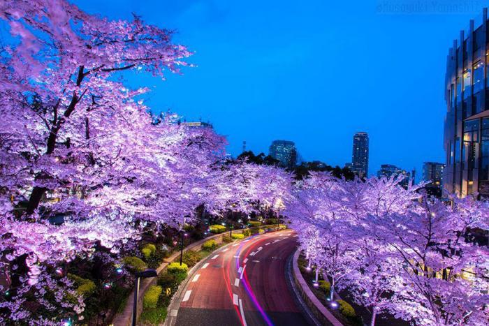 17 волшебных рисунков вишневого цвета Японии от National Geographic