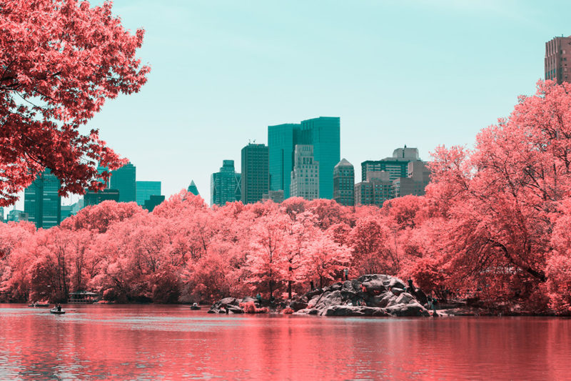 Infrared Photos Of New York's Central Park
